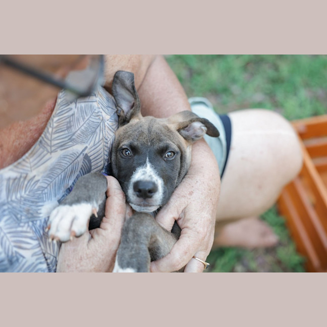 Photo of Fudge