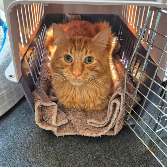 Photo of Sunny And Cheeto 