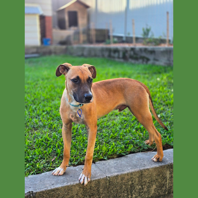 Photo of Teddy   6 Month Old Mastiff X