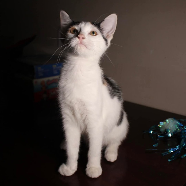 Photo of Tinkerbell