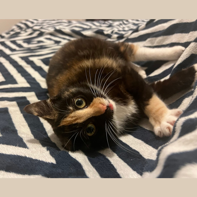 Photo of Lemon
