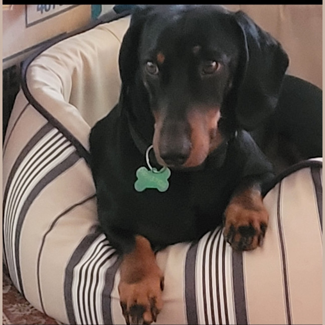 Photo of Winston
