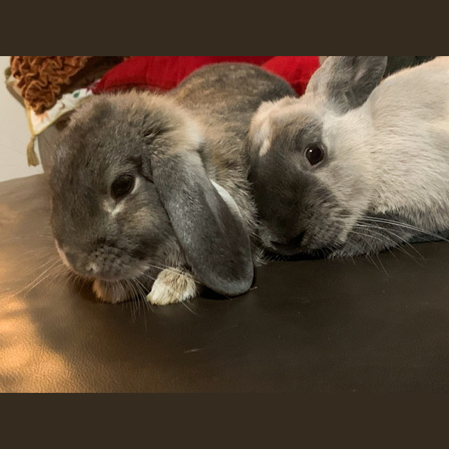Photo of Pebble And Rocky