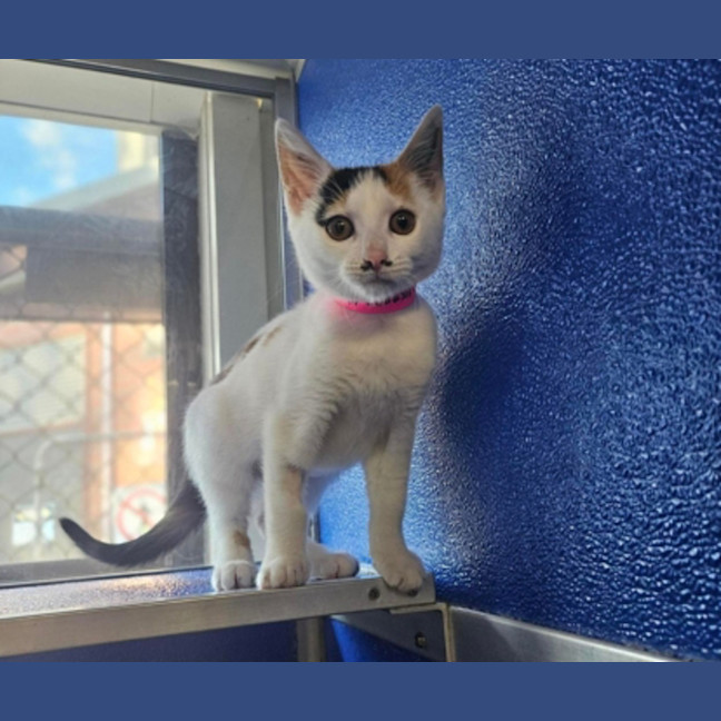 Photo of Maple