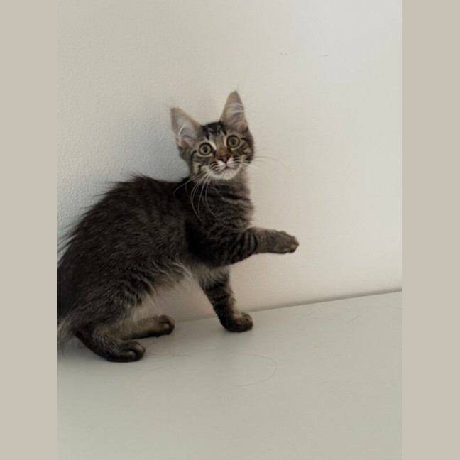 Photo of Waffle