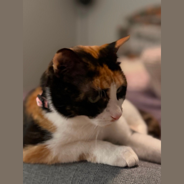 Photo of Sage 