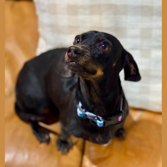 Photo of Chilli