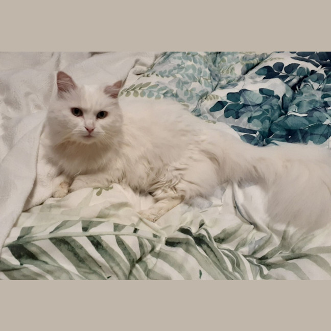 Photo of Nakeeta