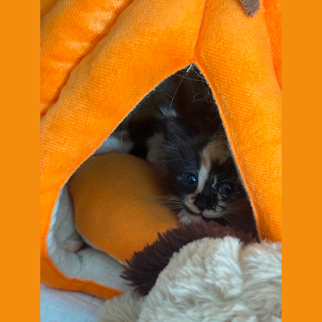 Photo of Princess Donut