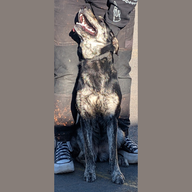 Photo of Tilly