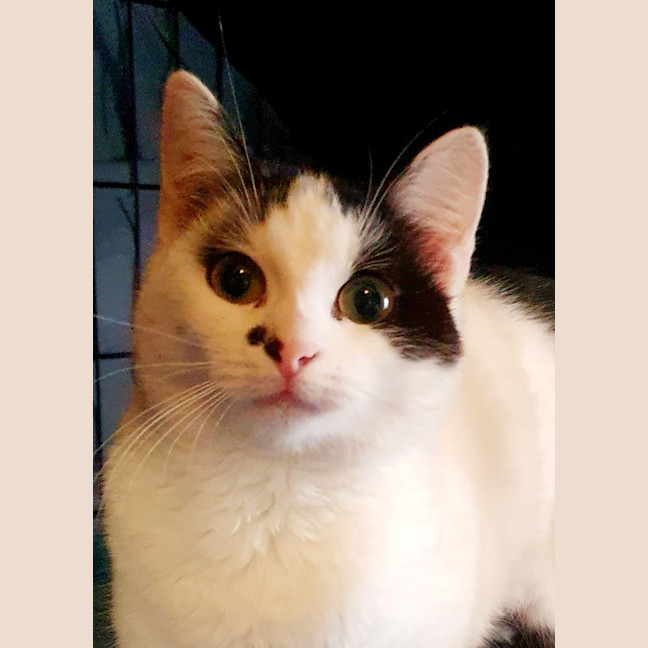 Photo of Dolly