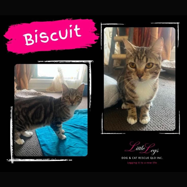 Photo of Biscuit 