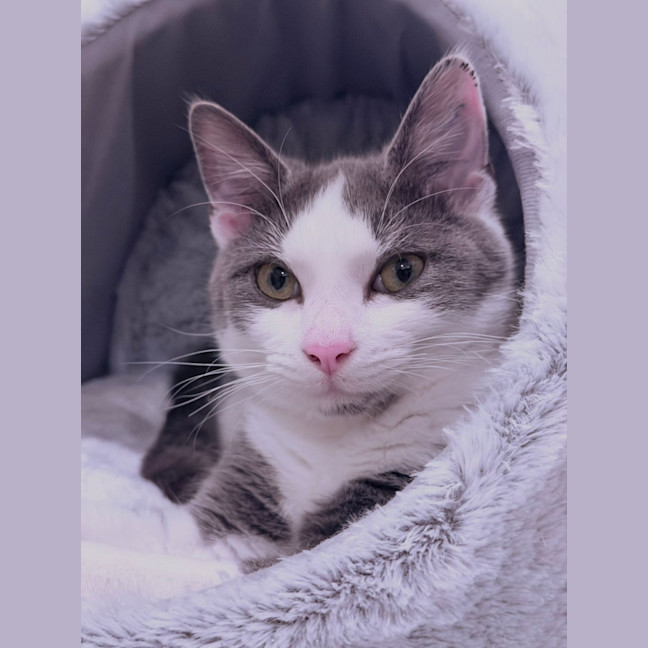 Photo of Oliver