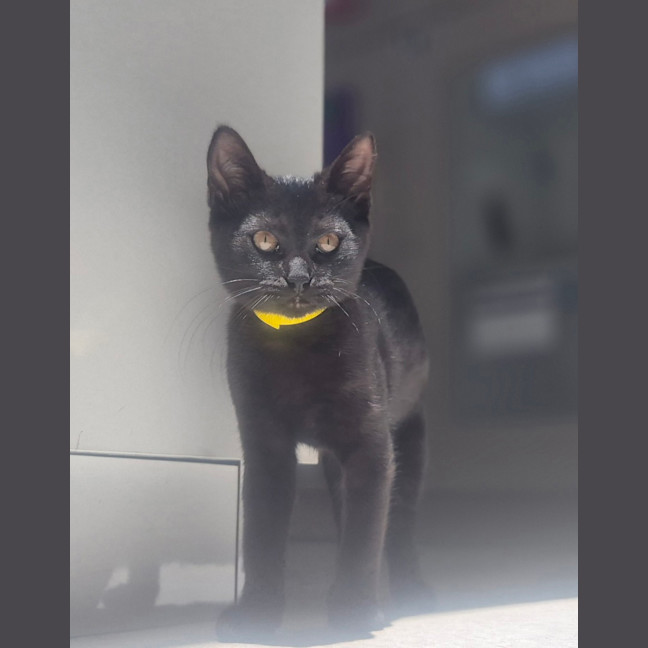 Photo of Francis (9188)