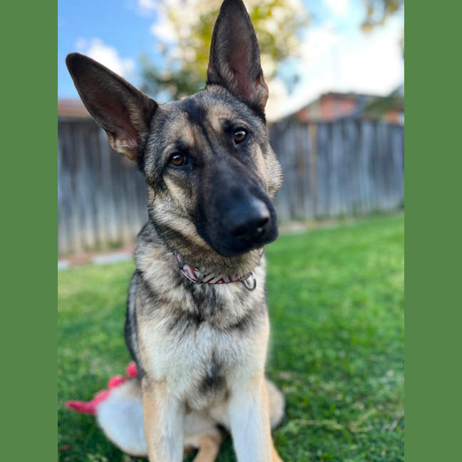 Photo of Gypsy