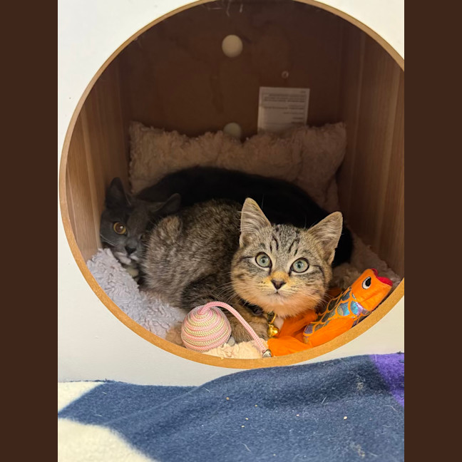 Photo of Possum The Night Agent