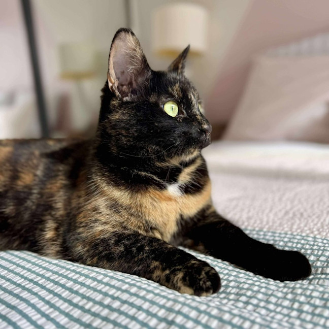 Photo of Bambi   In Foster Care In Macleod