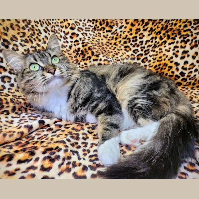 Photo of Georgie🍀