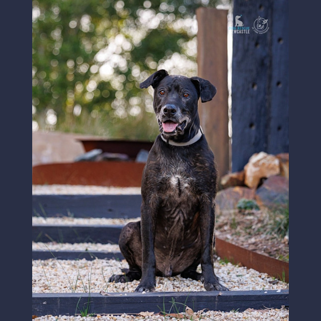 Photo of Chuck   11 Year Old Bullmastiff