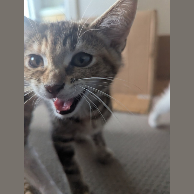 Photo of Blanche Golden