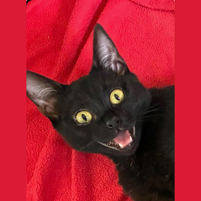 Photo of Griselda