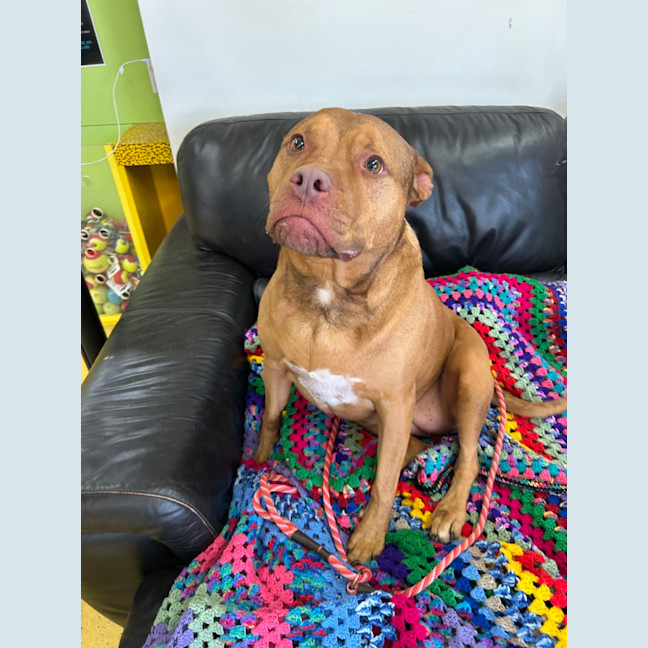 Photo of Scrappy Doo