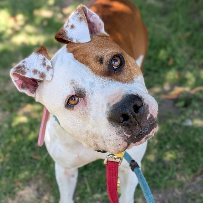 Photo of Kaya