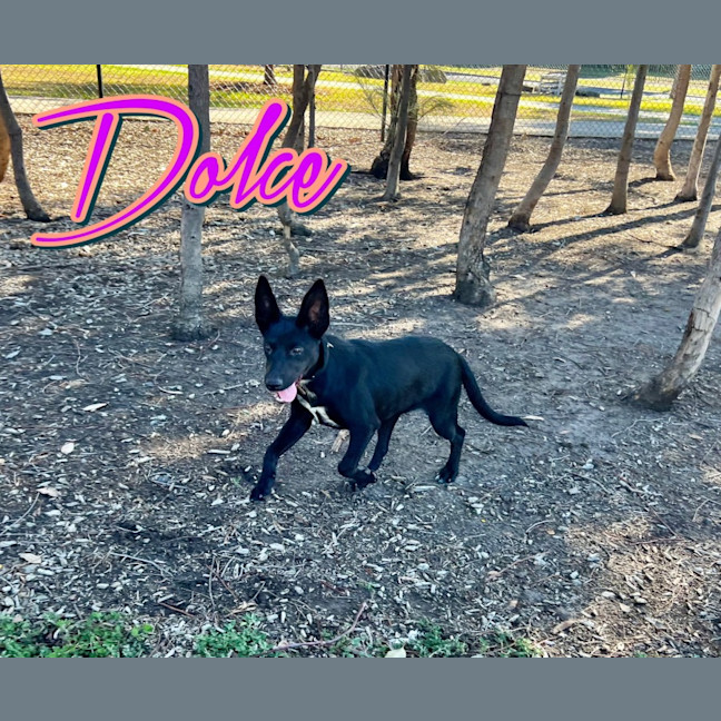 Photo of Dolce