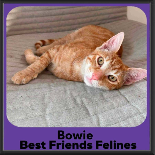 Photo of Bowie 