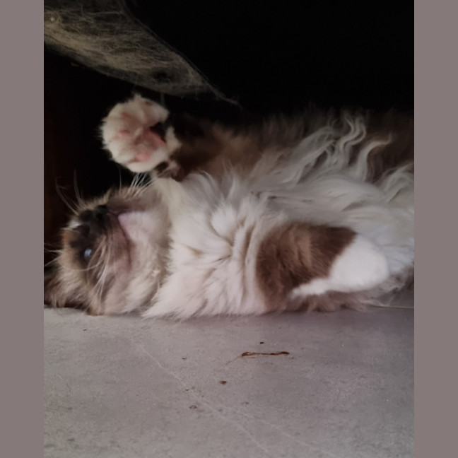 Photo of Neo