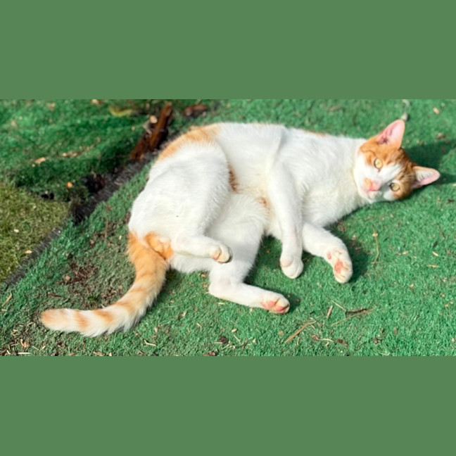 Photo of Sheldon