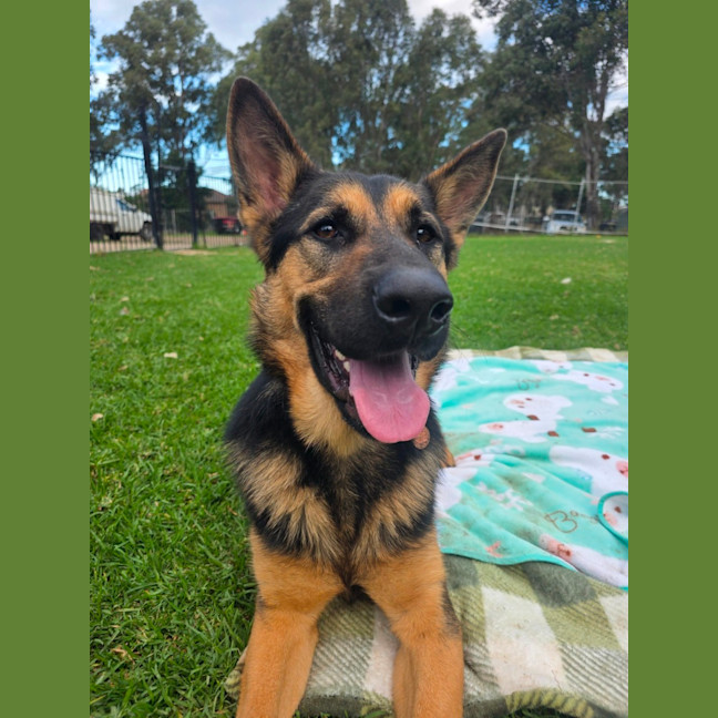 Photo of Loki