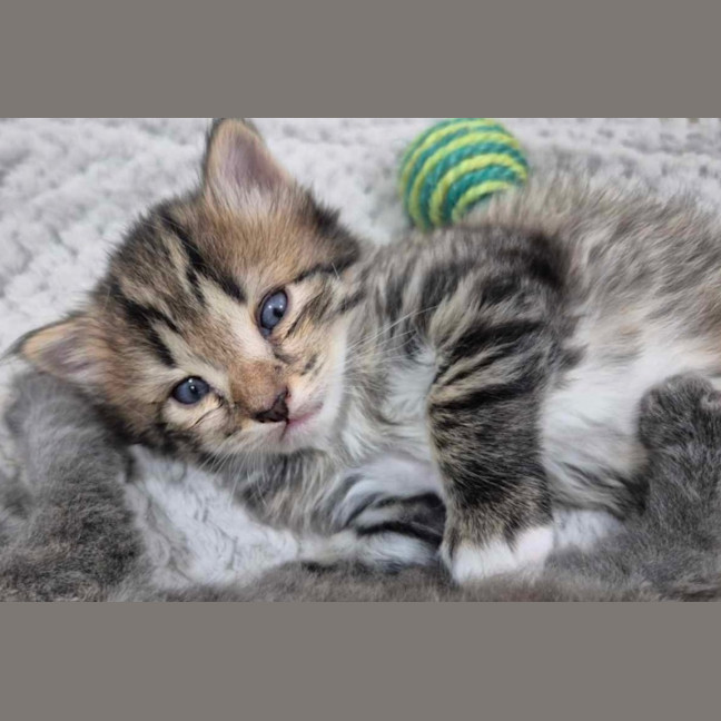 Photo of Winston