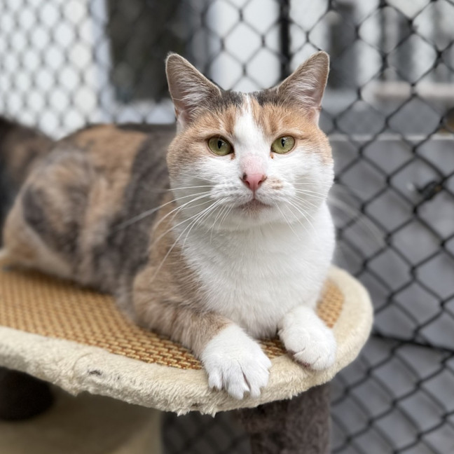Photo of Marbles