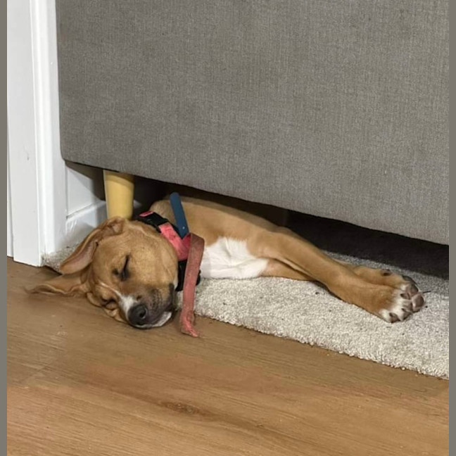 Photo of Archie (0044)