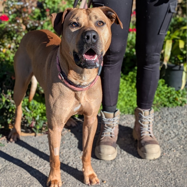 Photo of Butterscotch