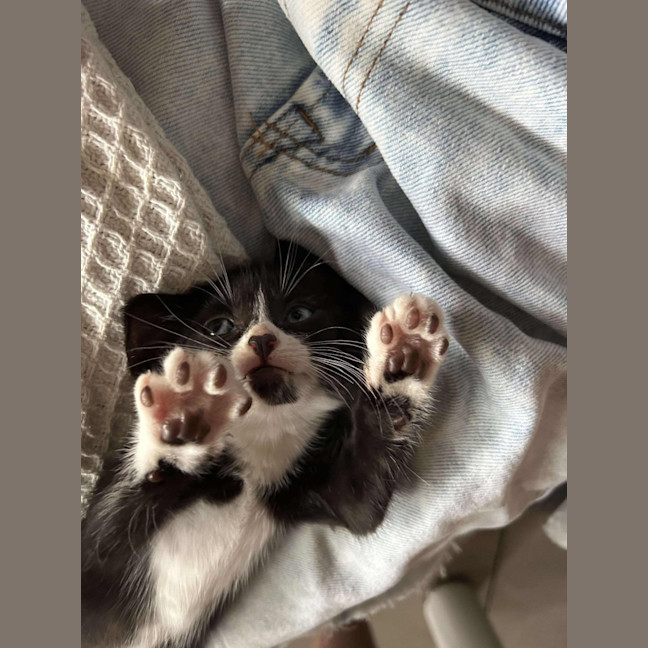 Photo of Gizmo