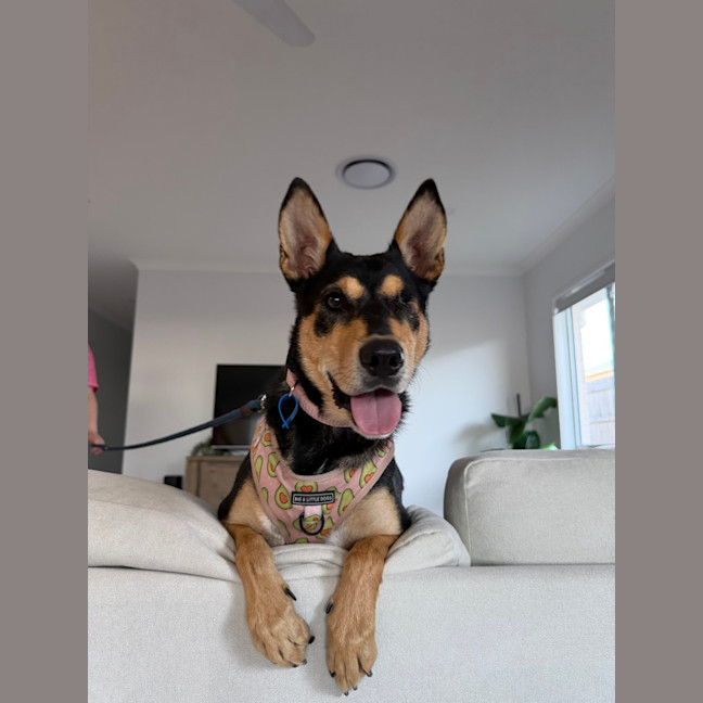 Photo of Blossom