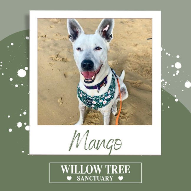 Photo of Mango