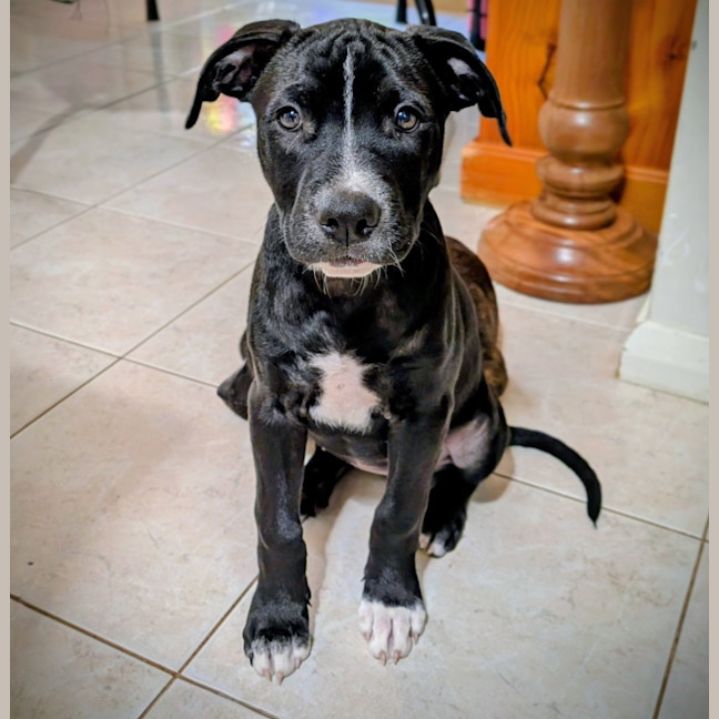 Photo of Amelia