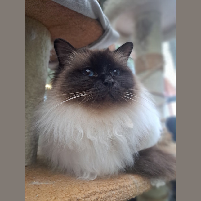 Photo of Kenny Rogers