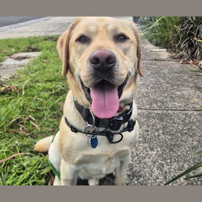 Photo of Casper