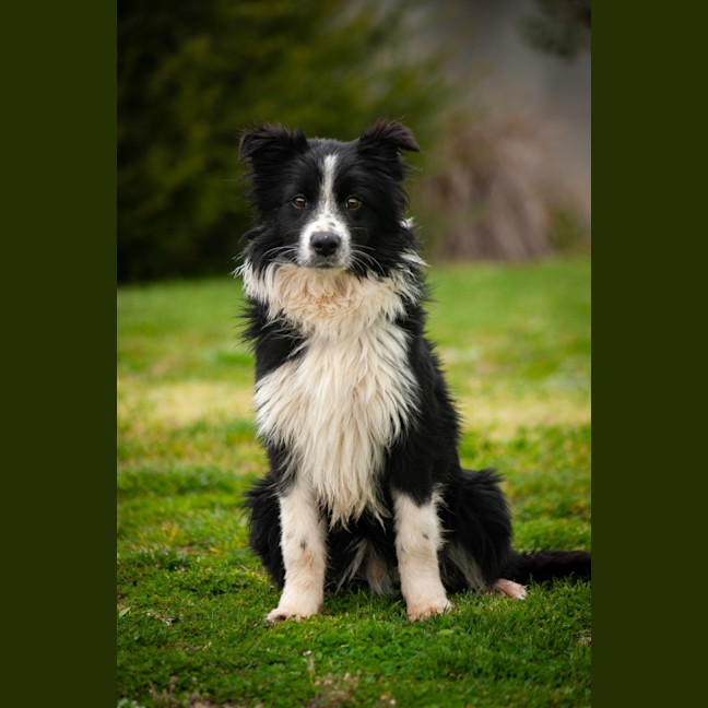 Photo of Ace