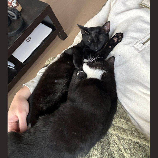 Photo of Ollie (& Oscar)