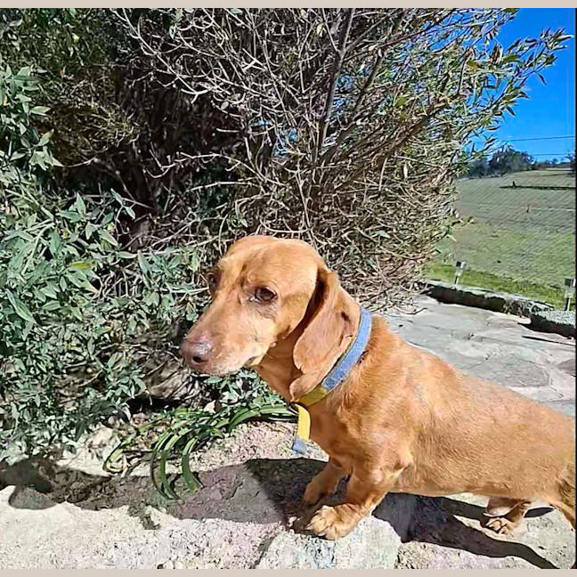 Photo of Buddy