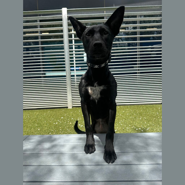 Photo of Jitters