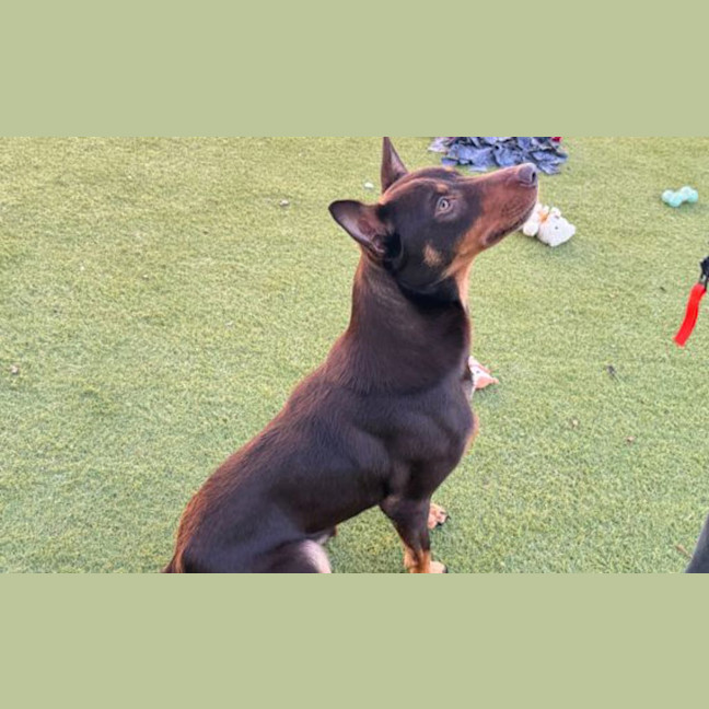 Photo of Brownie