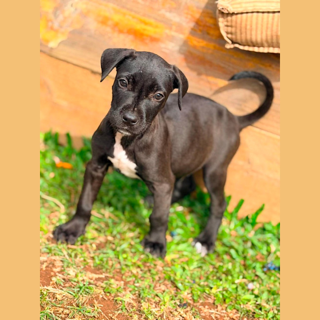 Photo of Mastiff