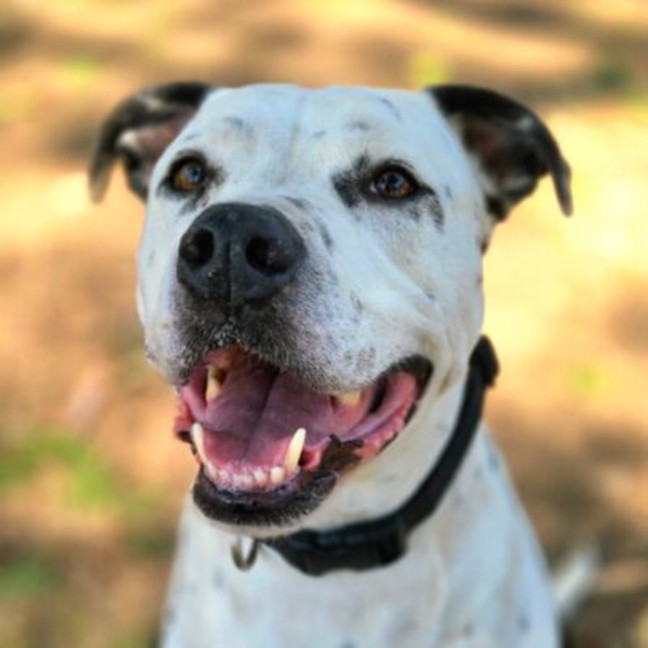 Photo of Diesel