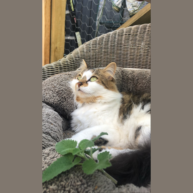 Photo of Hazel